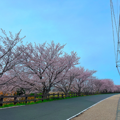 梅田川の桜並木