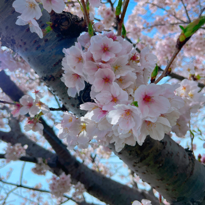 満開の桜