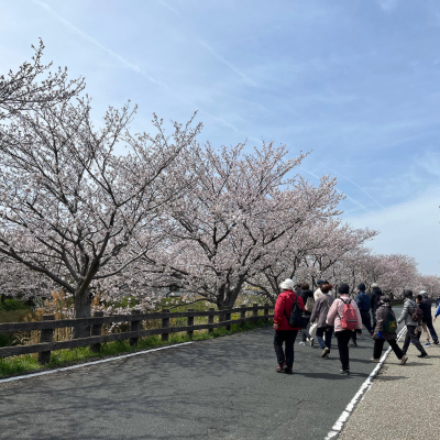 桜並木を歩く参加者