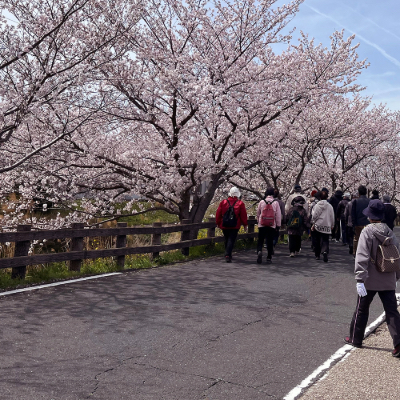 桜並木を歩き出す参加者