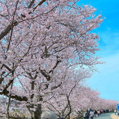 綺麗な桜並木